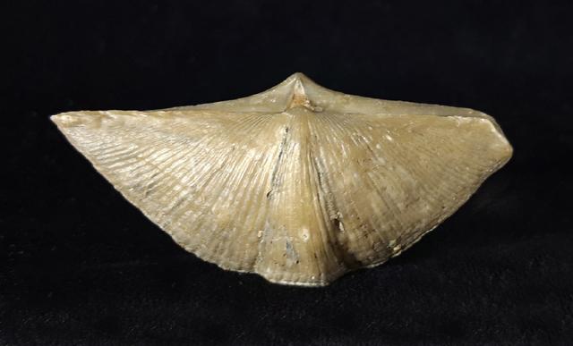 Cyrtospirifer rudkinensis (LJASCHENKO 1959) - Bild © FossNet FossilienStore